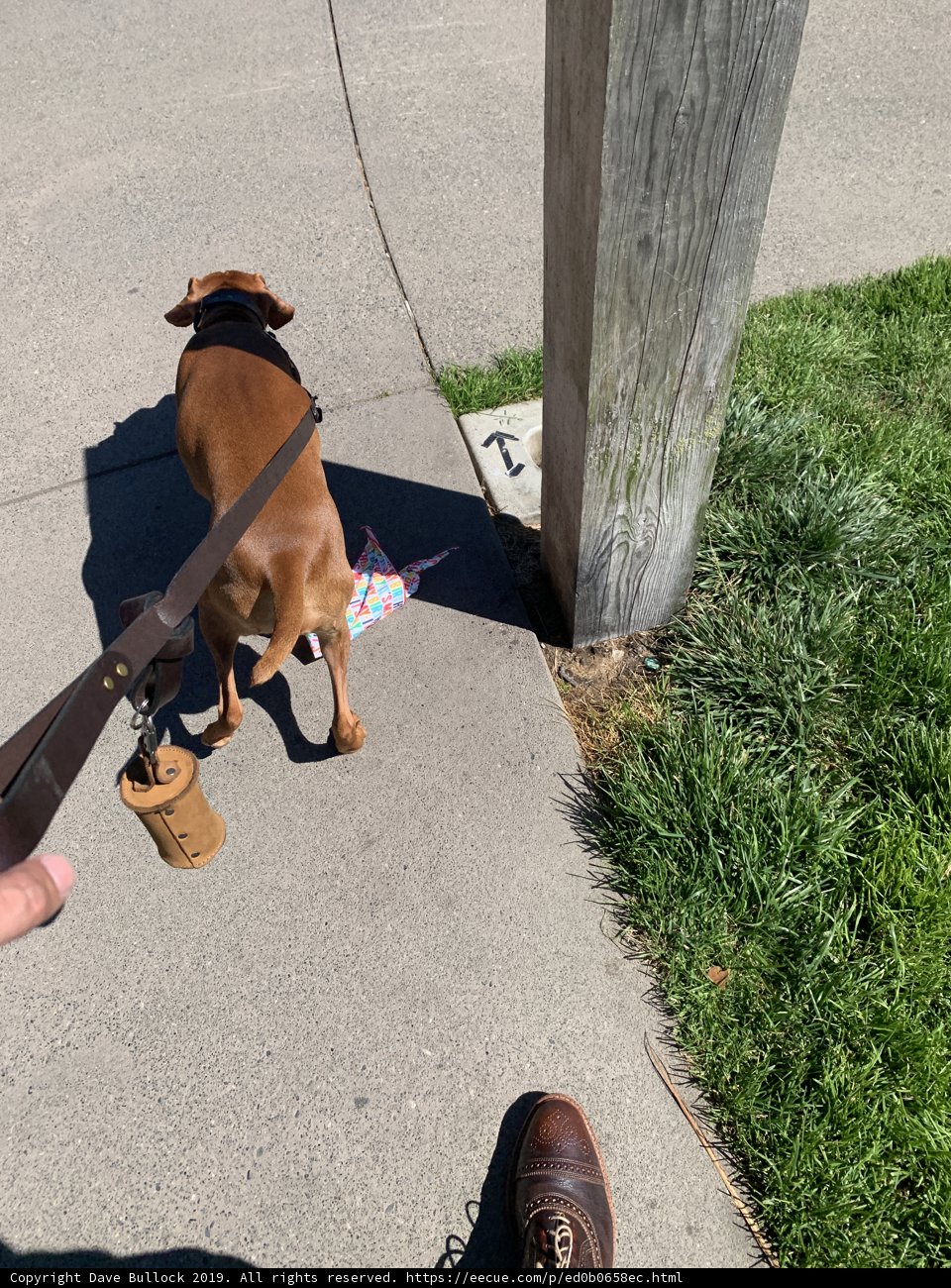 A Canine's Leisurely Stroll