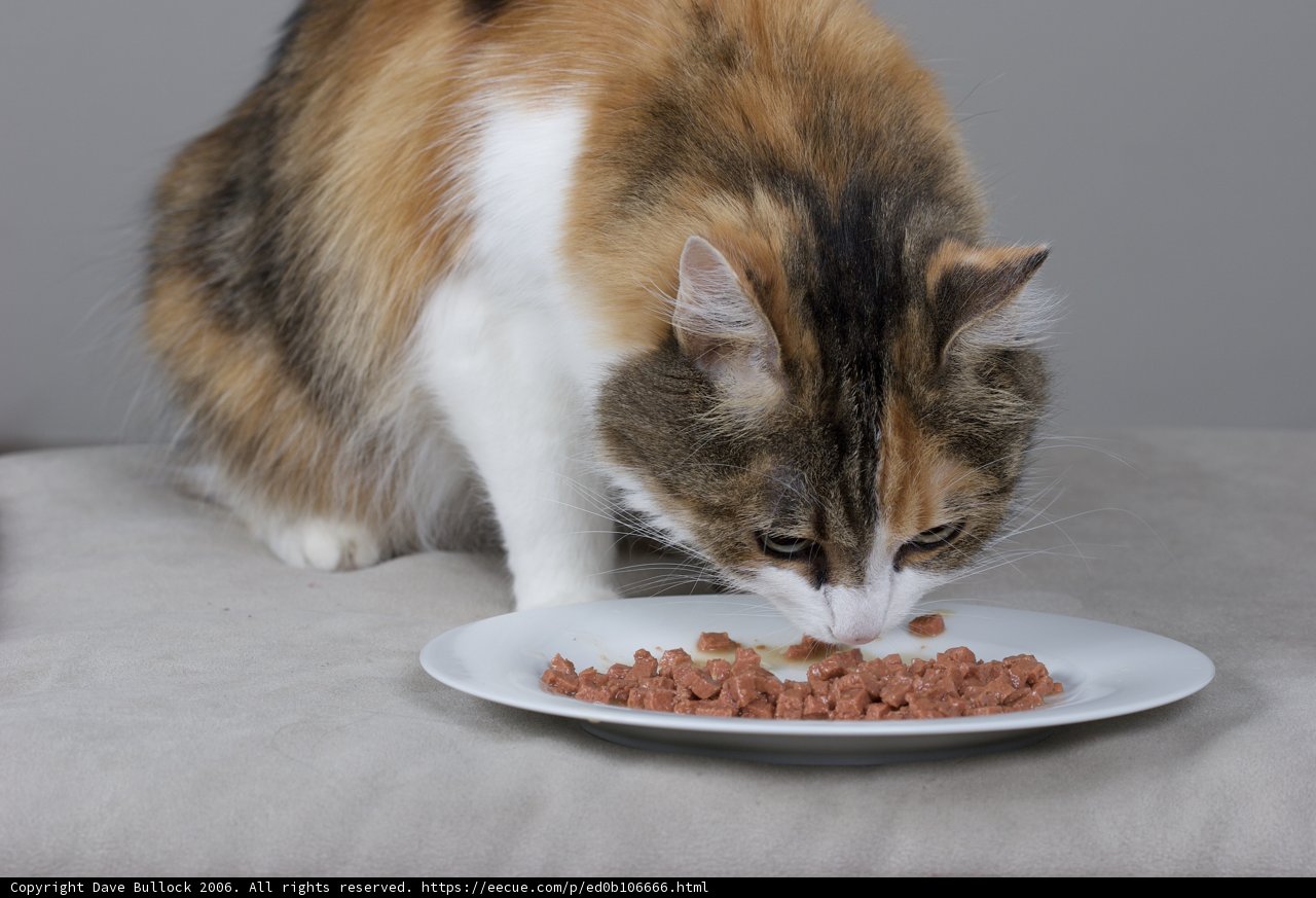 Feline Feast
