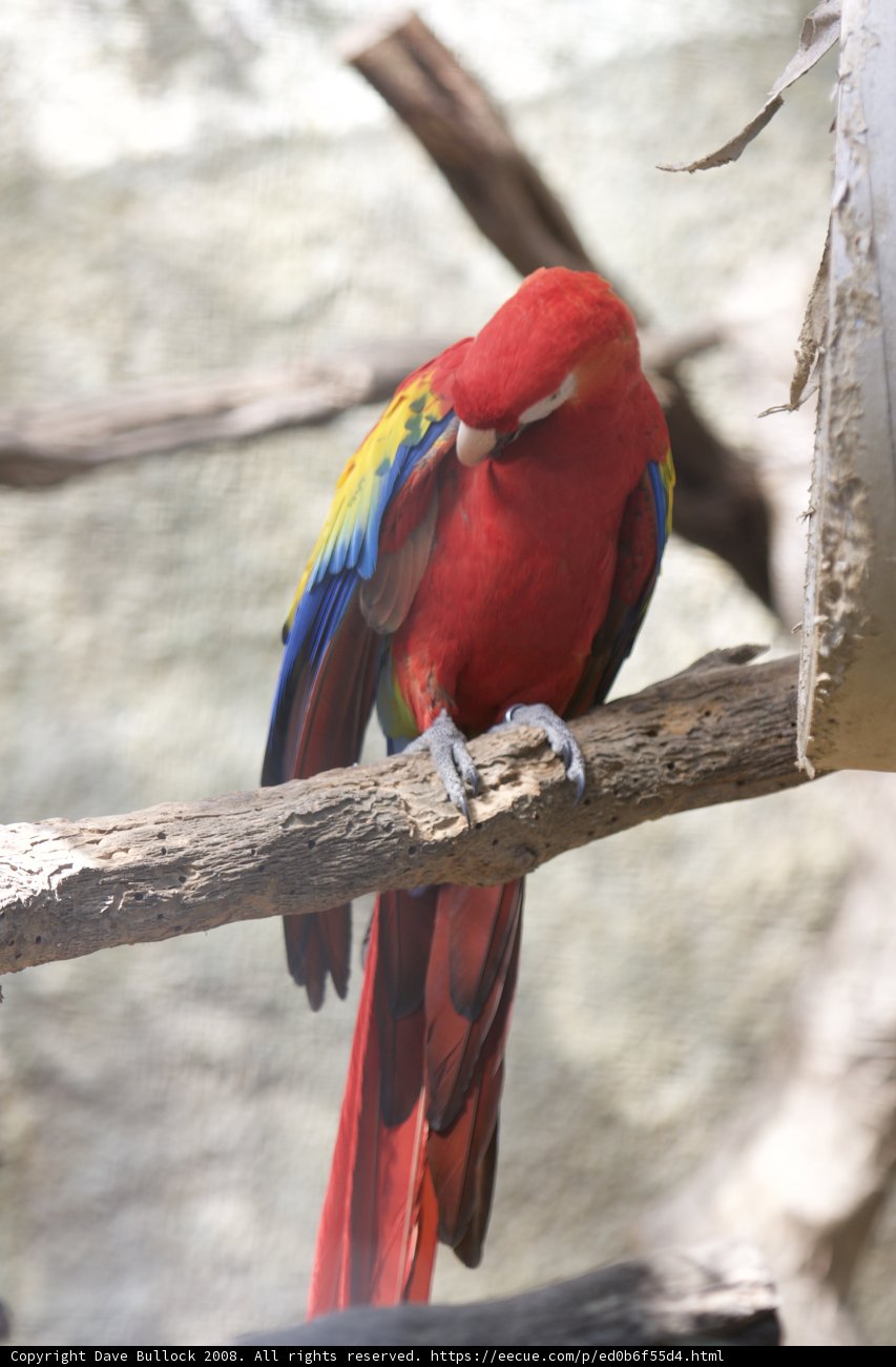 Colorful Macaw Perched on a Branch