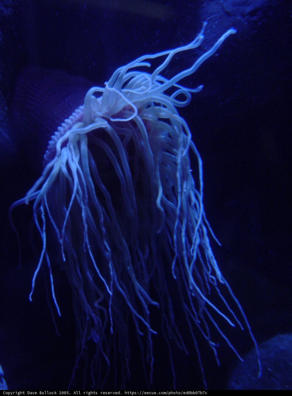 Majestic Sea Anemone