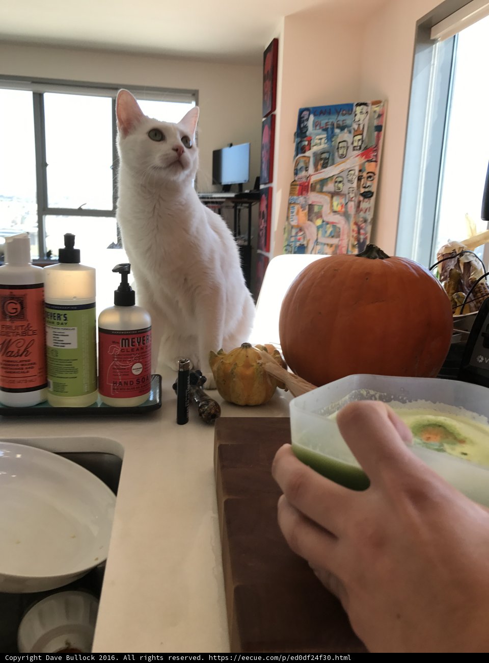 The White Cat and the Bowl of Food