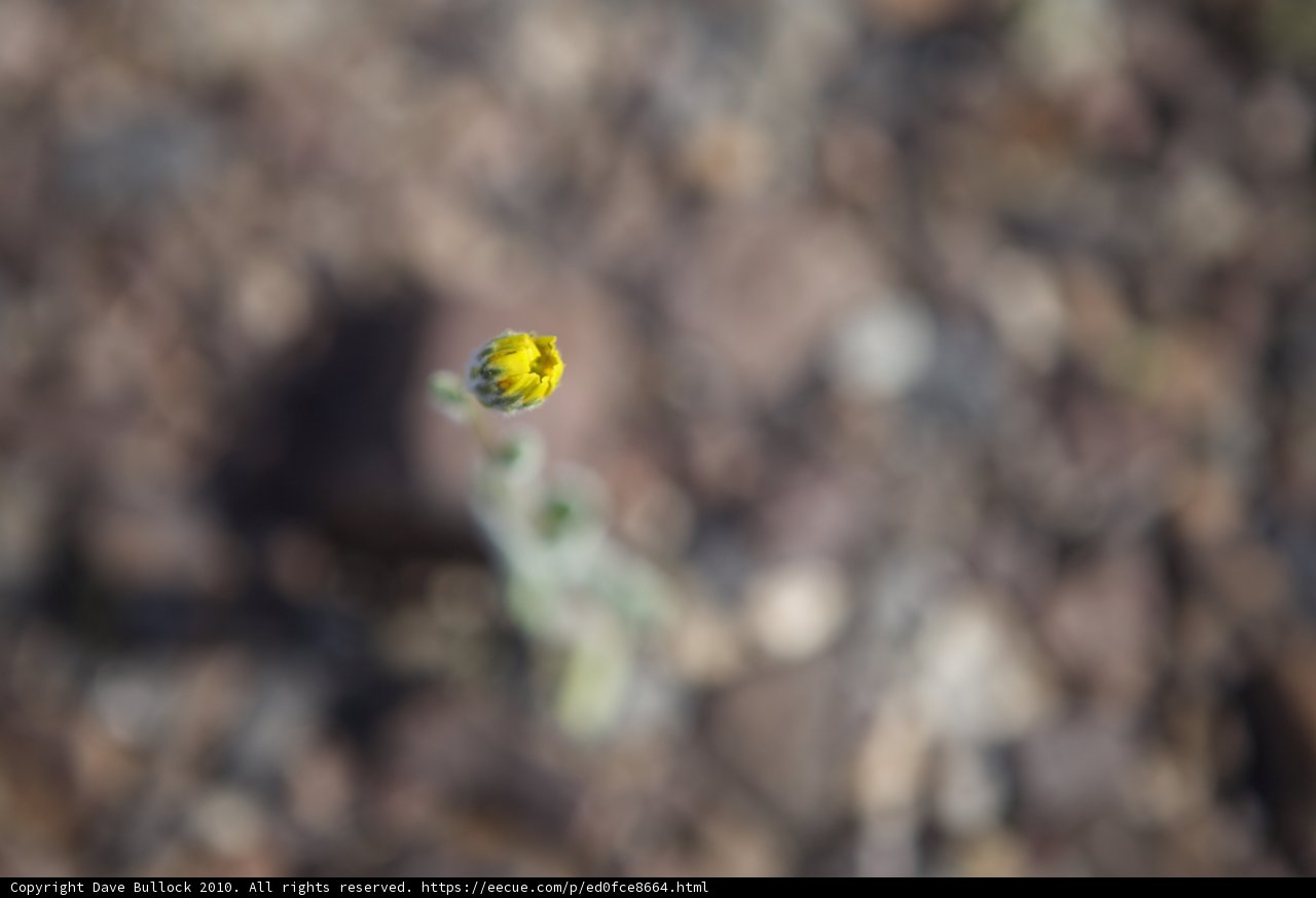 Yellow Blossom in a Rocky Field