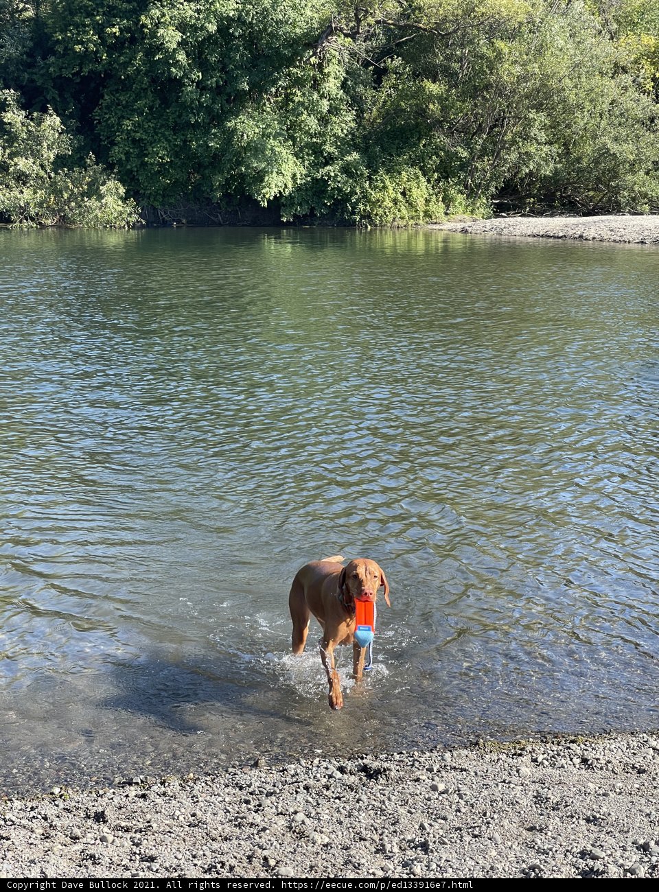 Splish Splash with his Frisbee