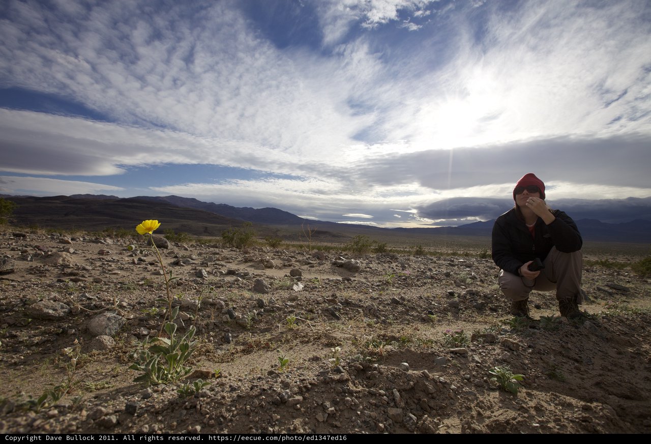 Solitary Bloom: One Flower in the Desert Vastness