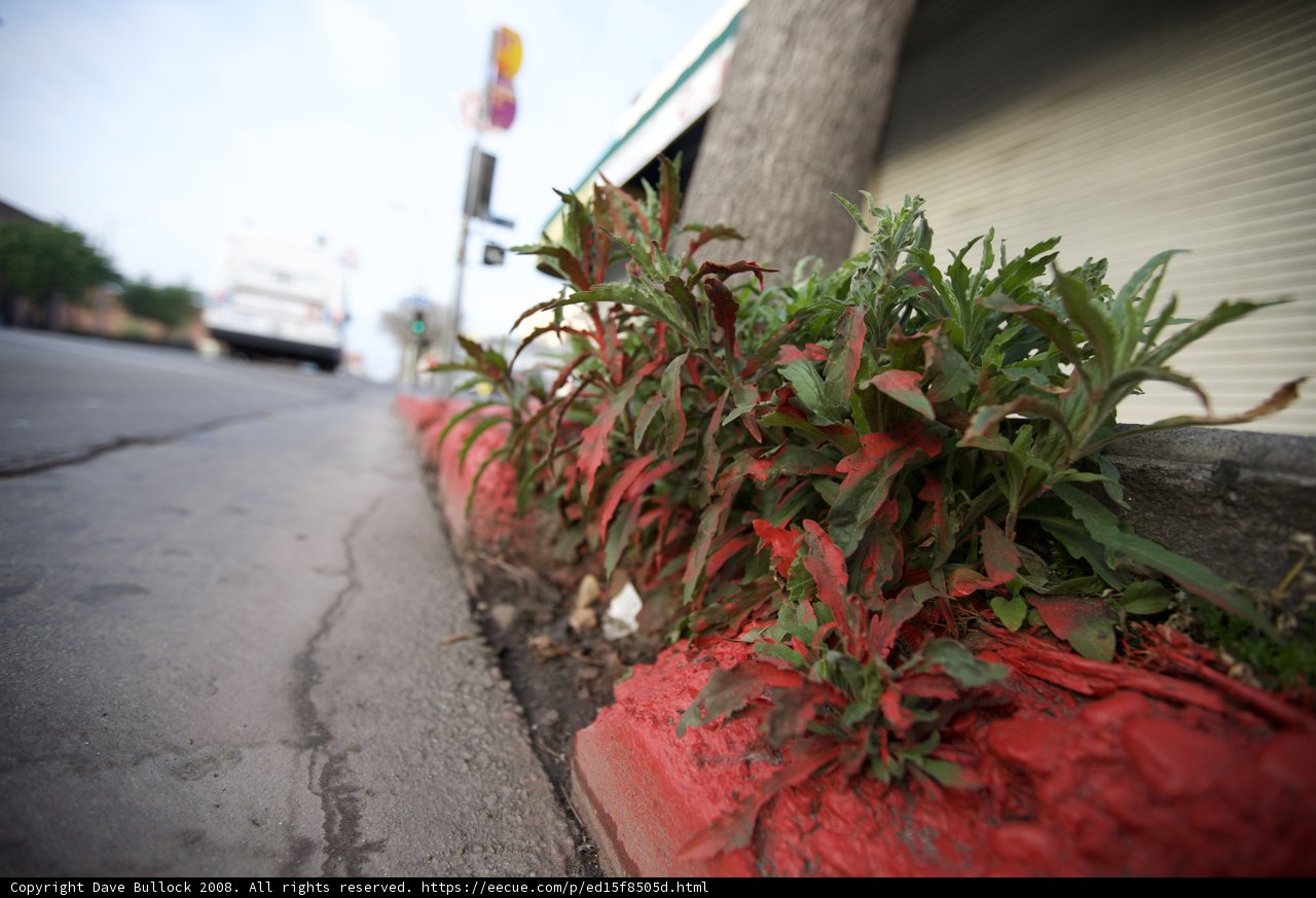 Nature breaking through the pavement