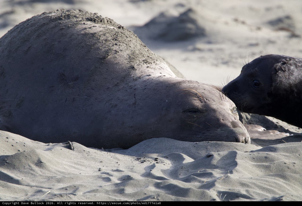 Elephant Seal Mother and Pup Resting on Sandy Beach