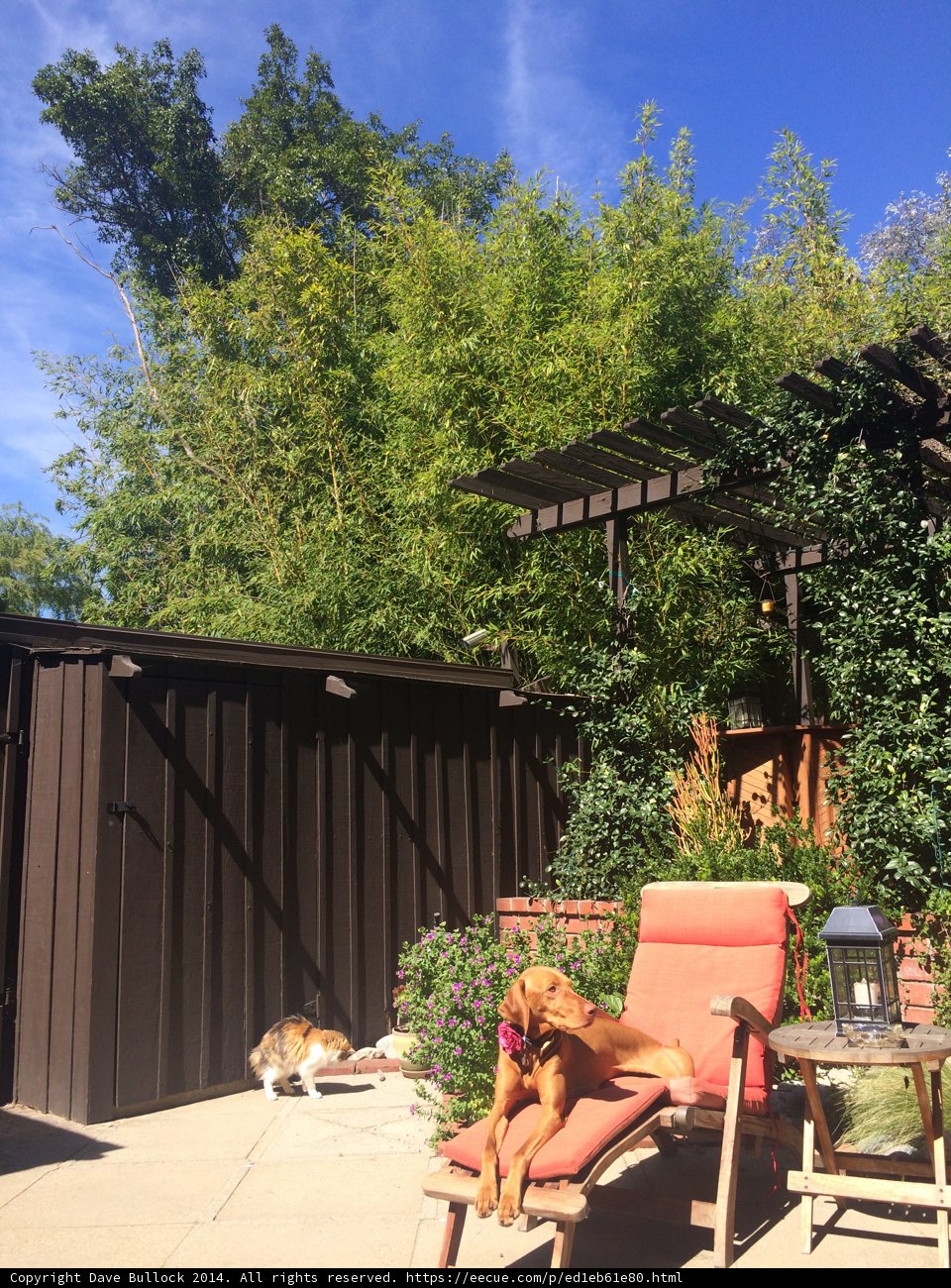 Pampered Pooch in Paradise