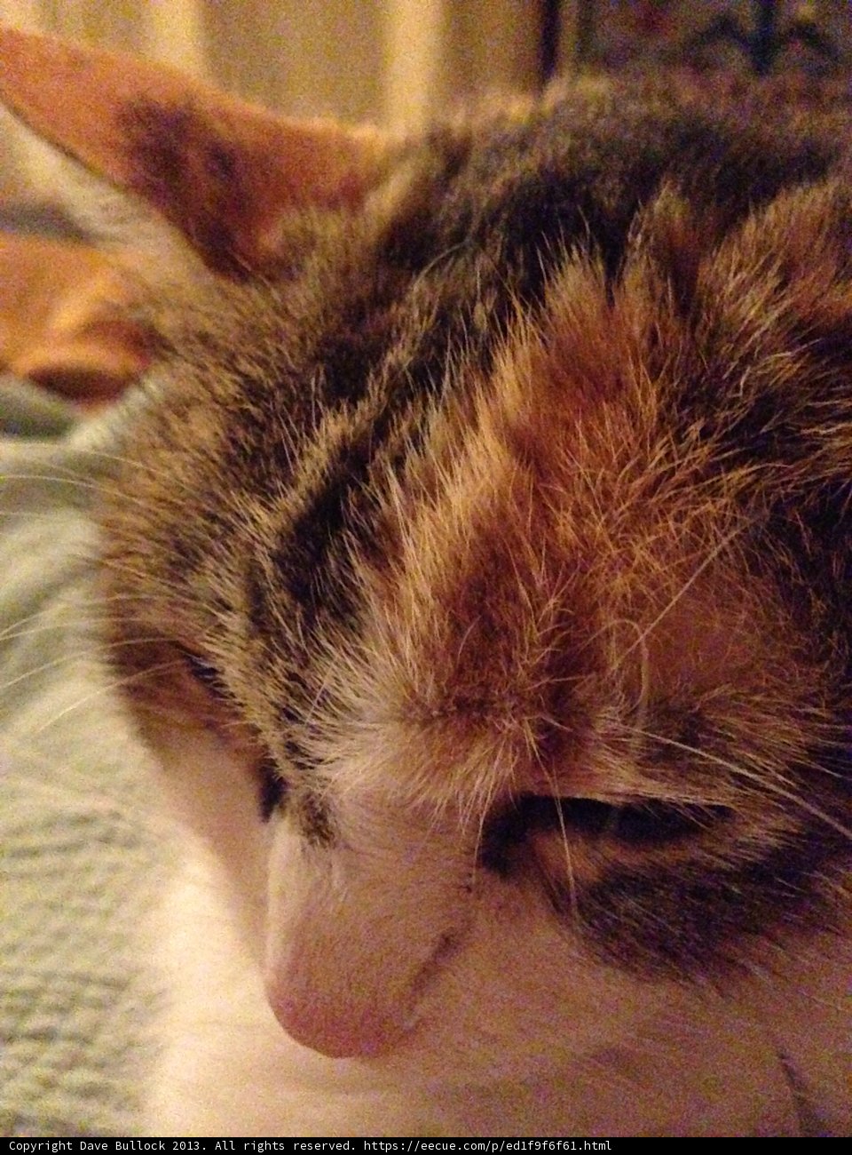 The Sorrowful Abyssinian Cat