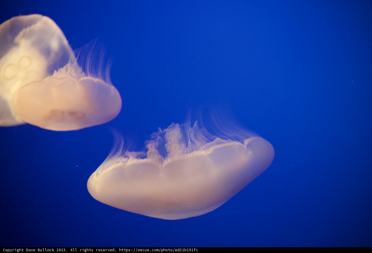 Serene Dance of the Jellyfish