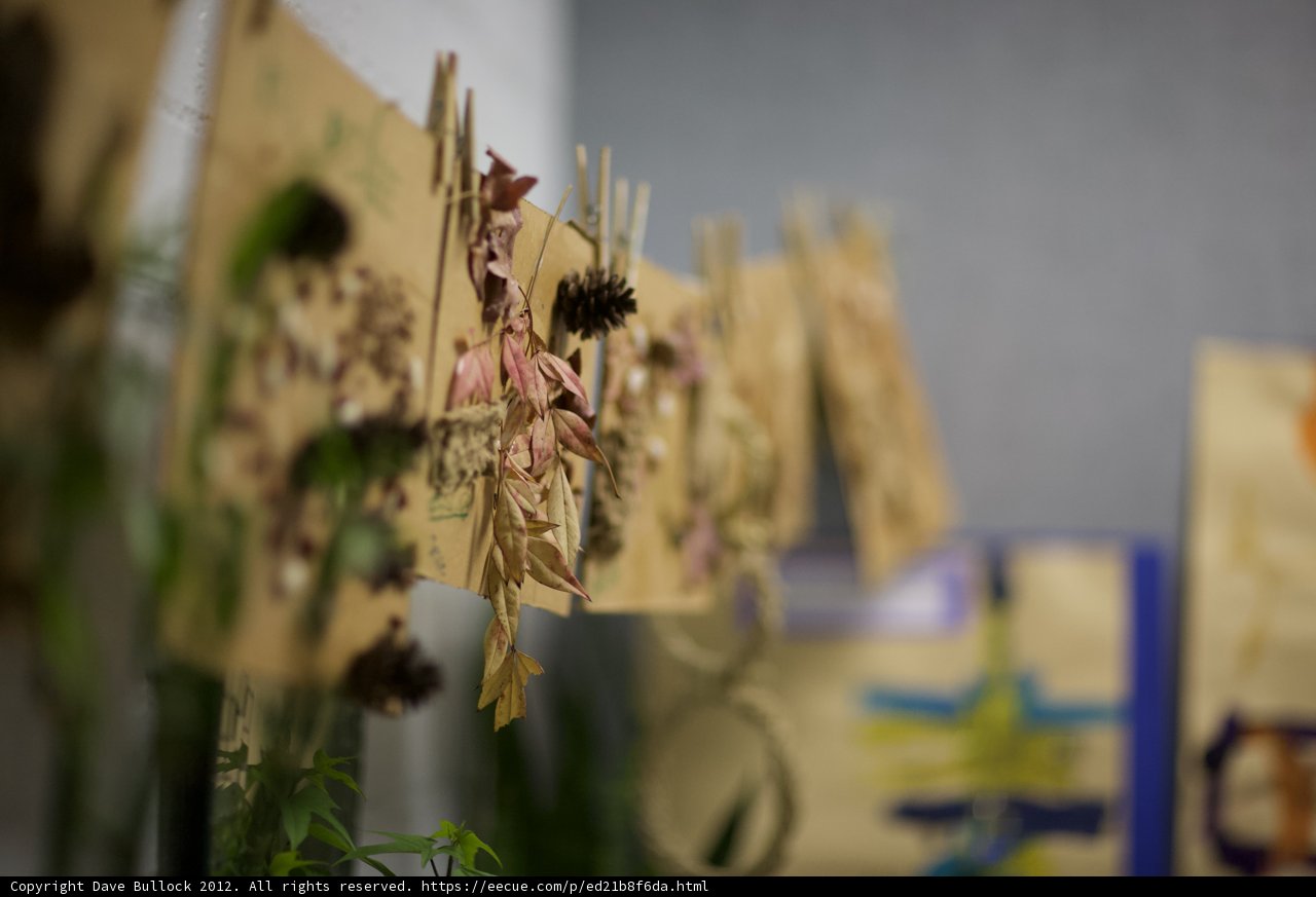 Dried Plant Bouquet Displayed on Clothespins