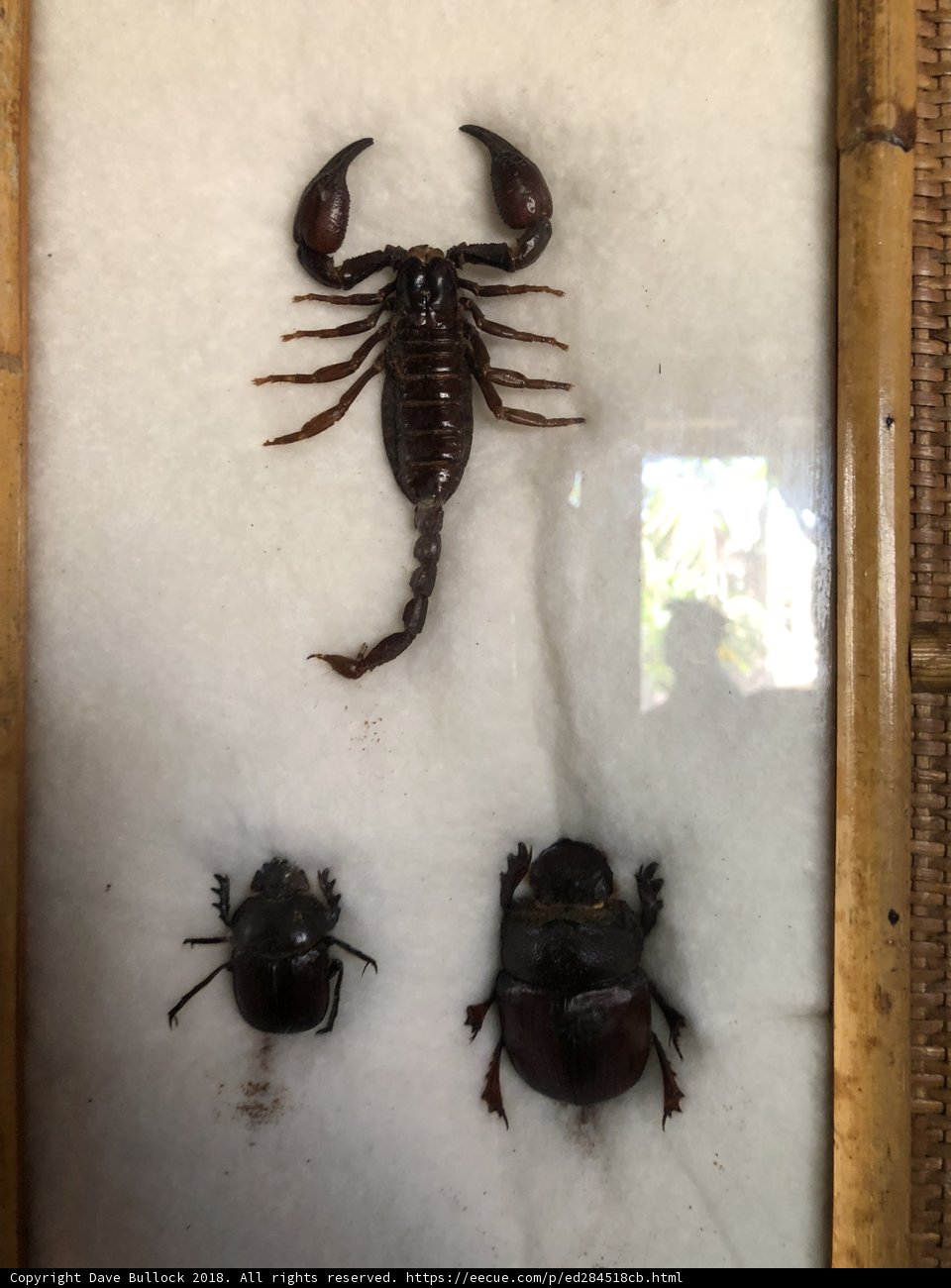Arthropod Art