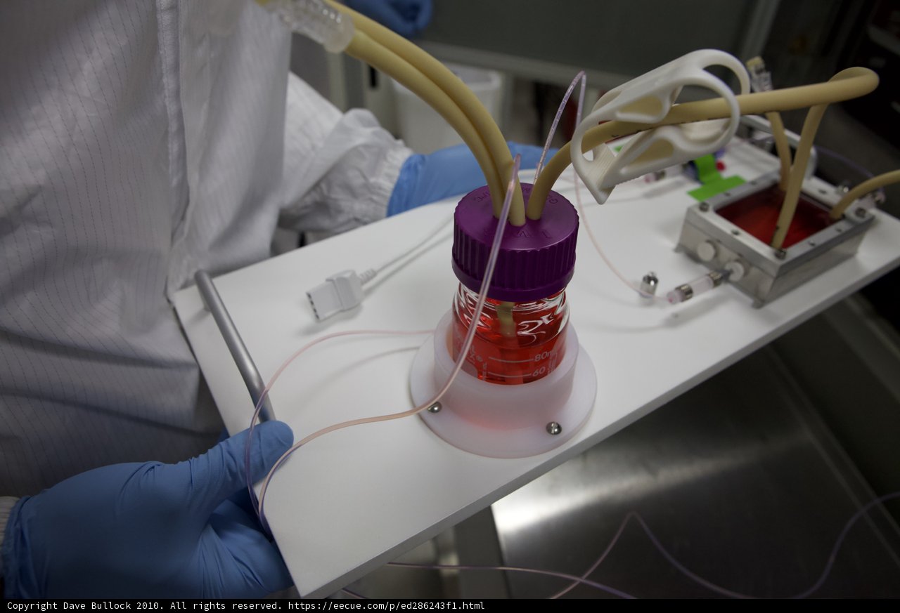 Examining the Microscopic Life in the Lab