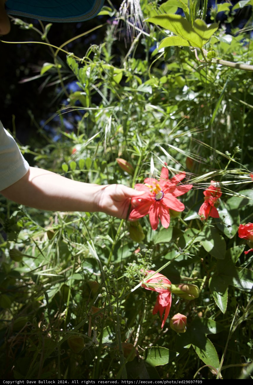 Gentle Touch in a Blooming Garden