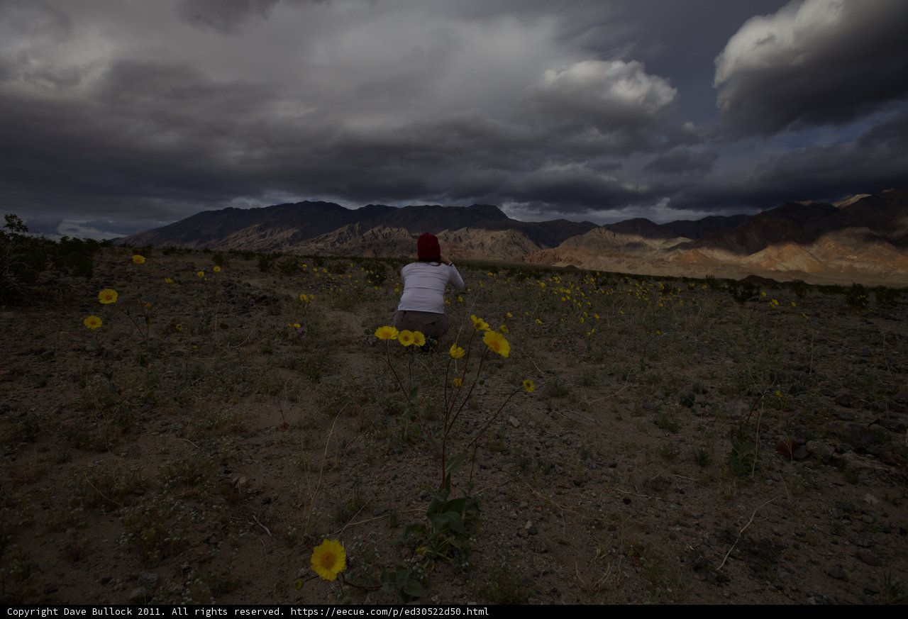Fields of Gold