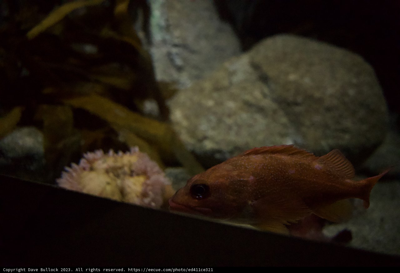 Radiant Red: The Underwater Spectacle