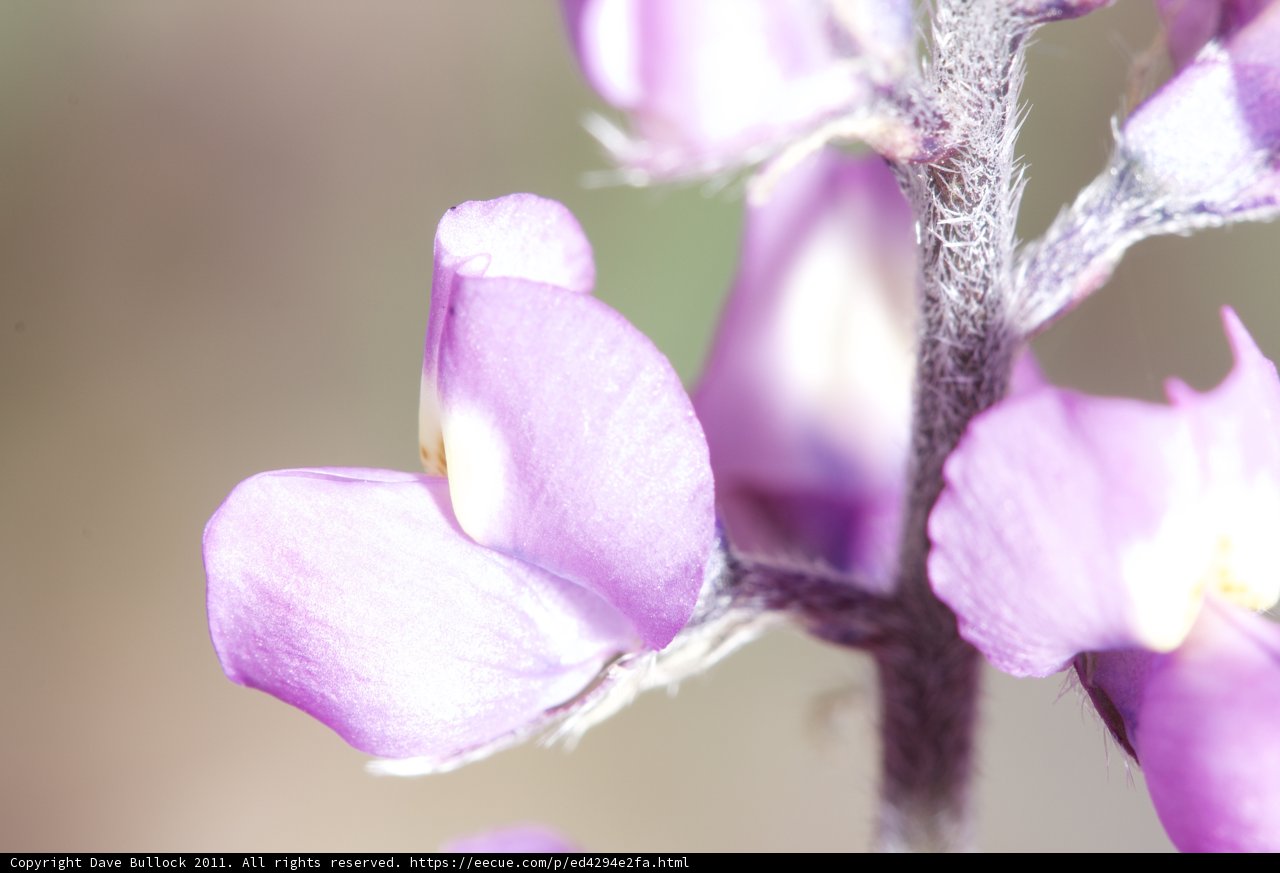 Purple Petals