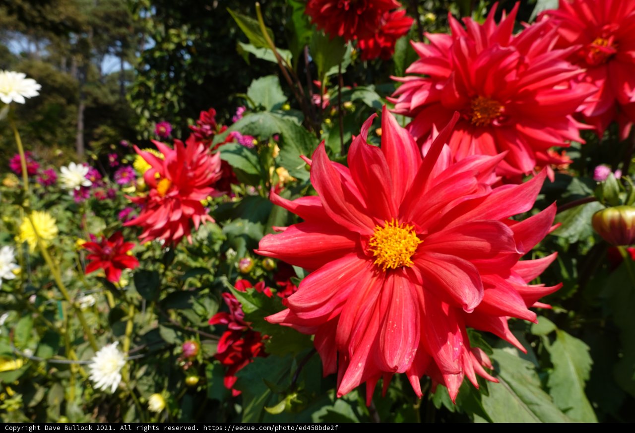 A Colorful Garden Blooms with Dahlias and Daisies