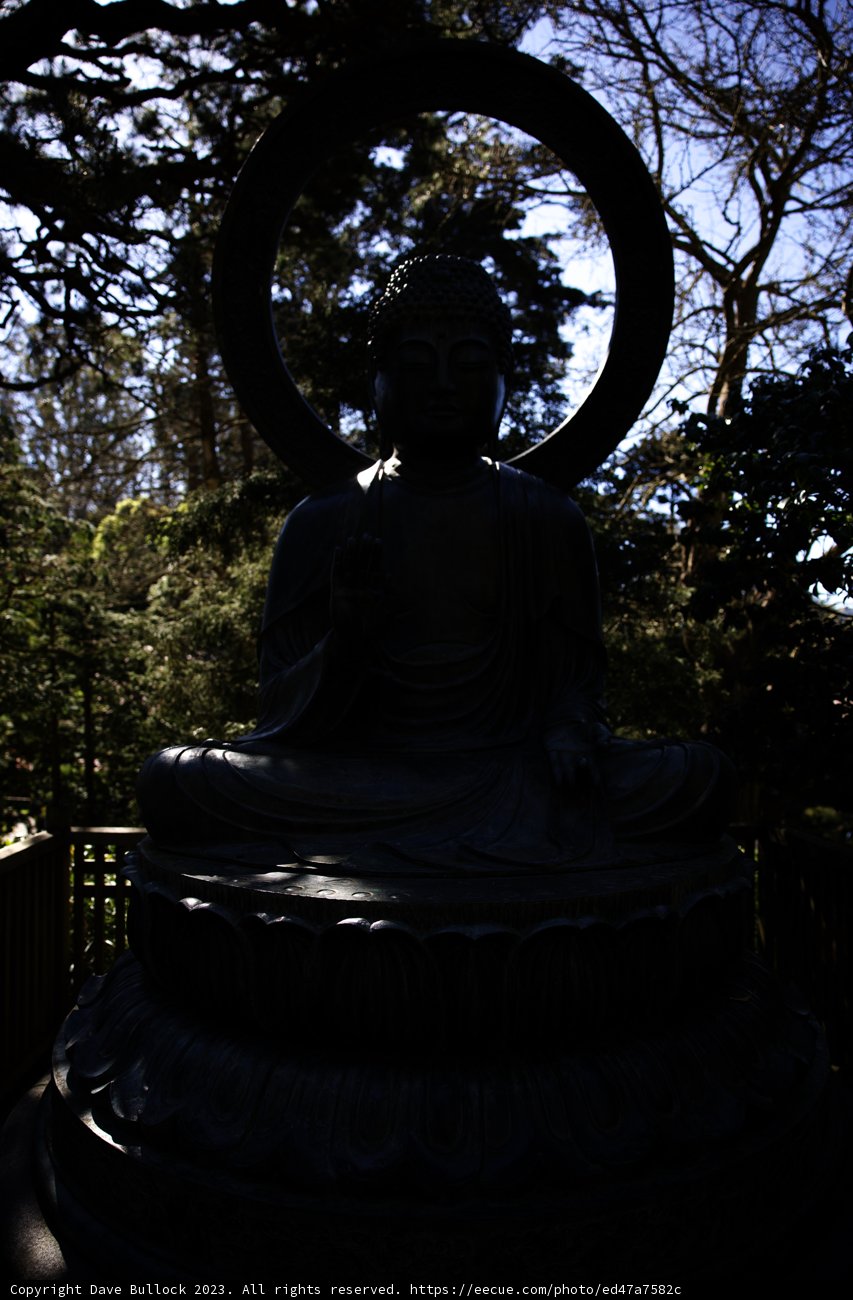 Serenity in the Japanese Tea Garden