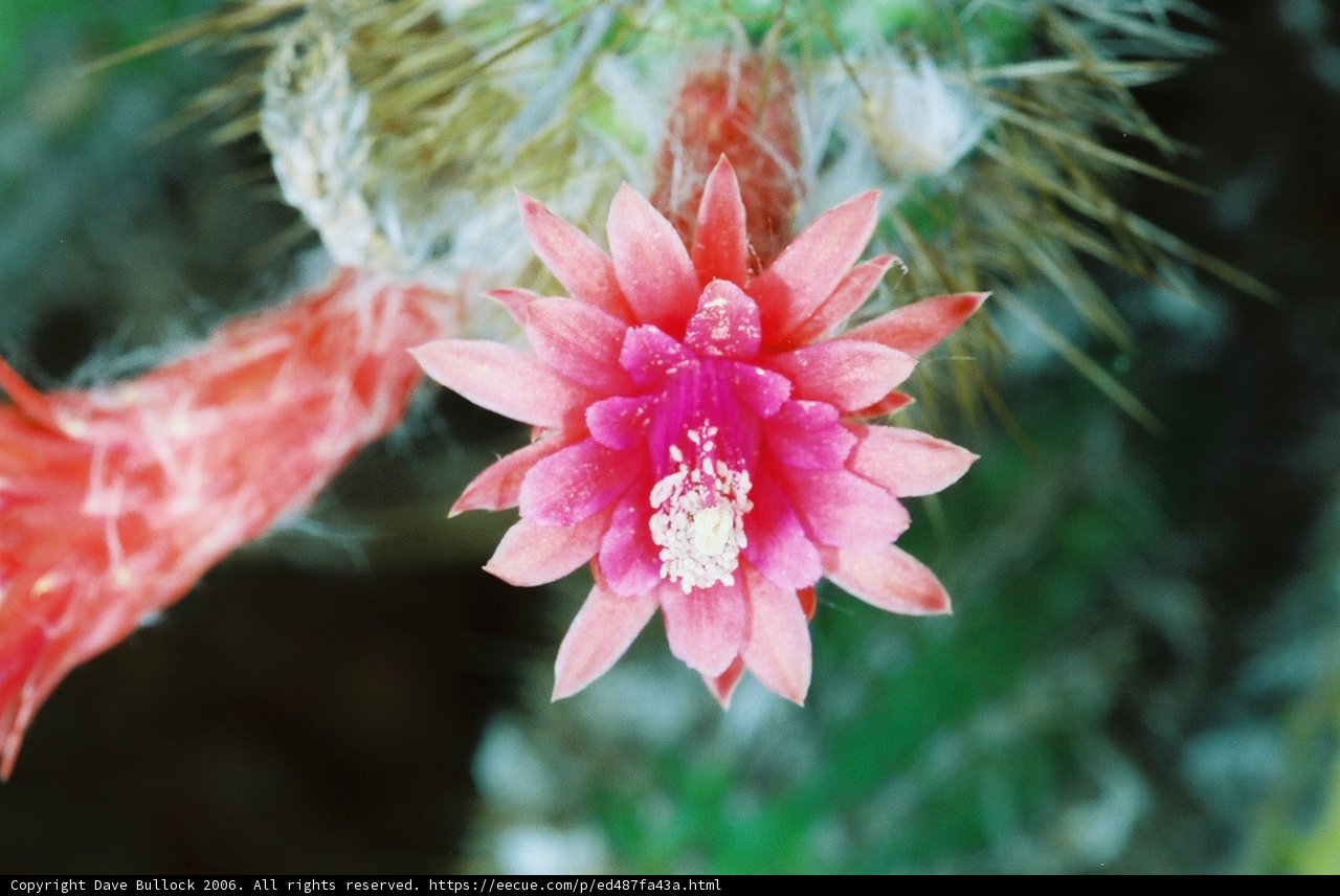 Pretty in Pink