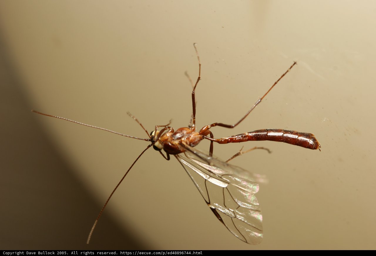 Majestic Wasp Dragonfly
