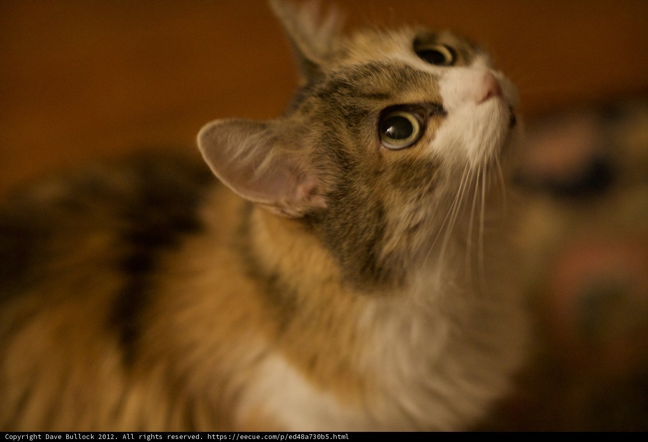 Curious Abyssinian Cat