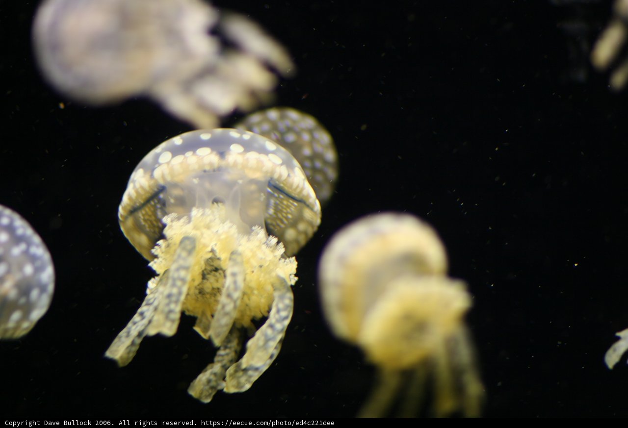 Graceful Jellyfish Tails