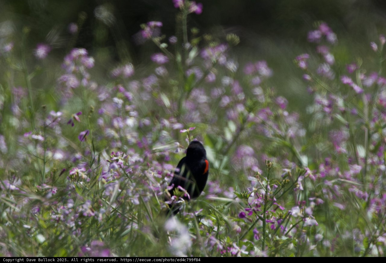 Amidst the Blossoms