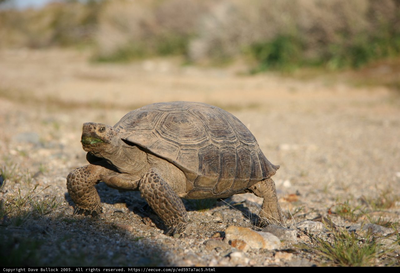Slow and Steady Wins the Race