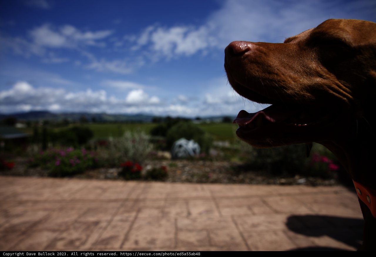 A Vineyard Companion in Napa Valley
