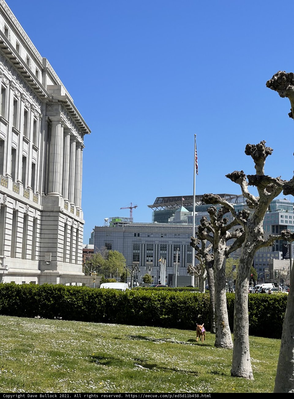 Majestic City Hall with Towering Tree