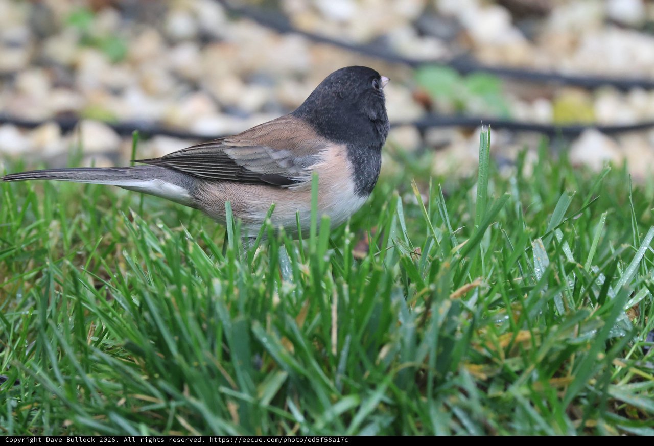 Dark-Eyed Junco Foraging in Backyard Grass