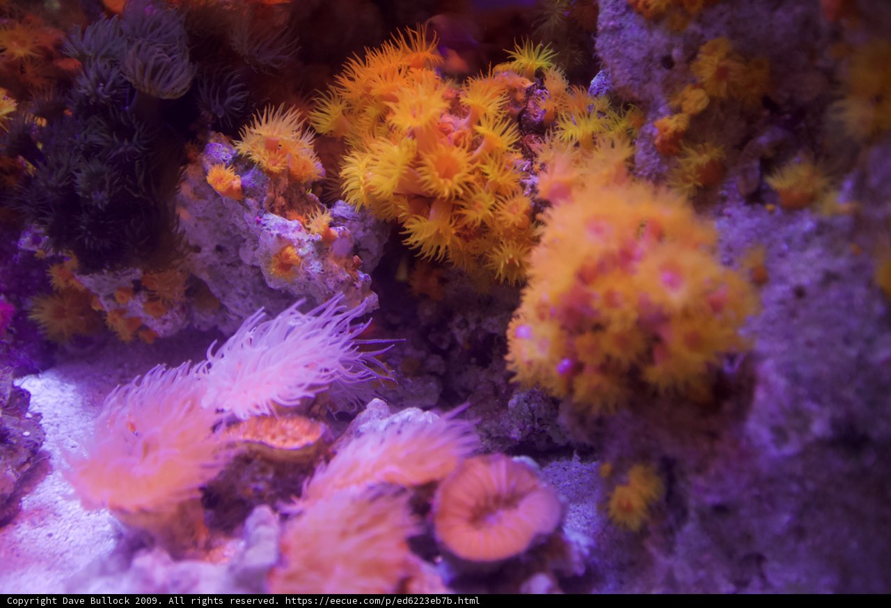 A Stunning Display of Sea Life in a Colorful Coral Reef