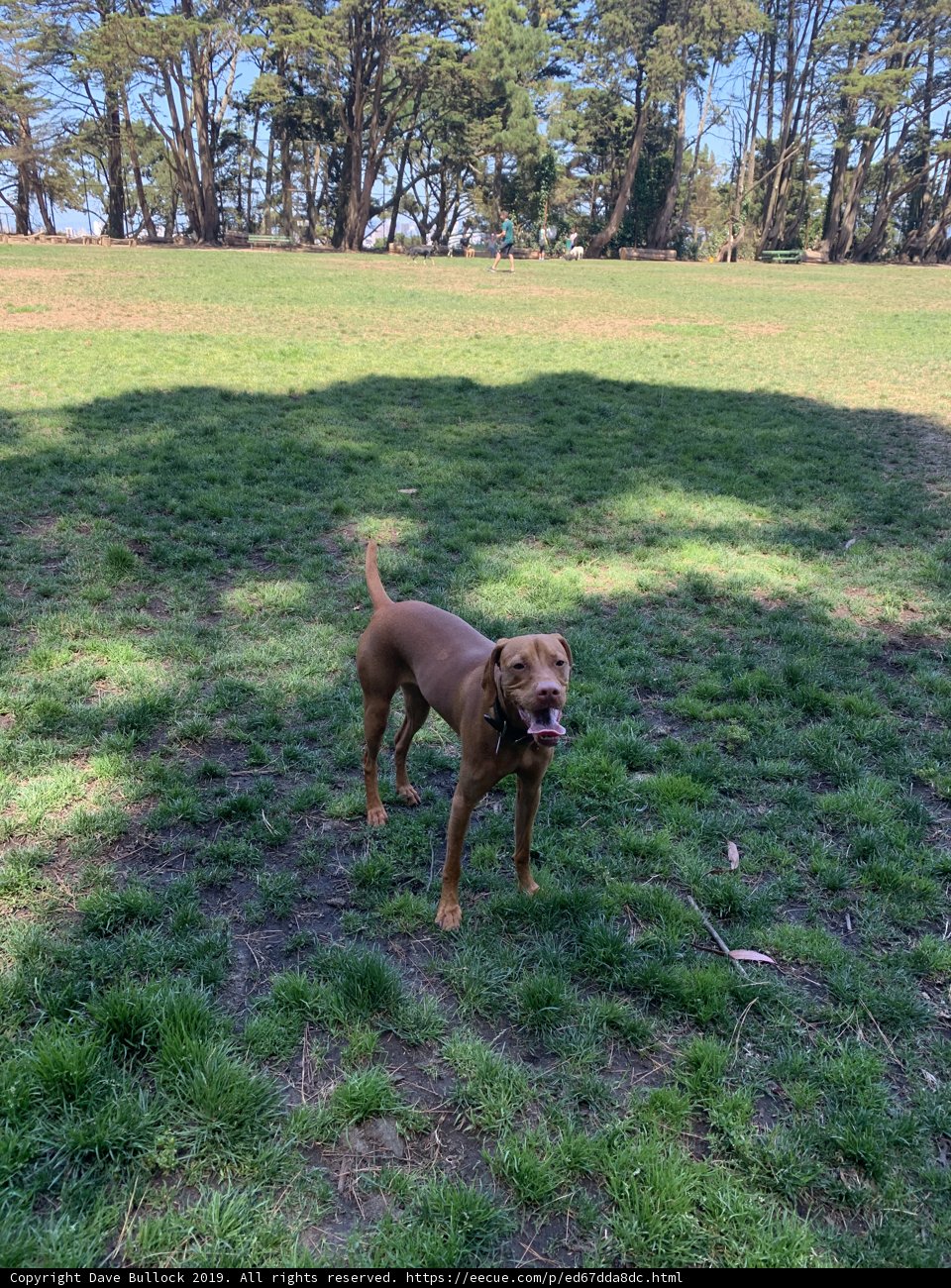 Sunny Day Doggo