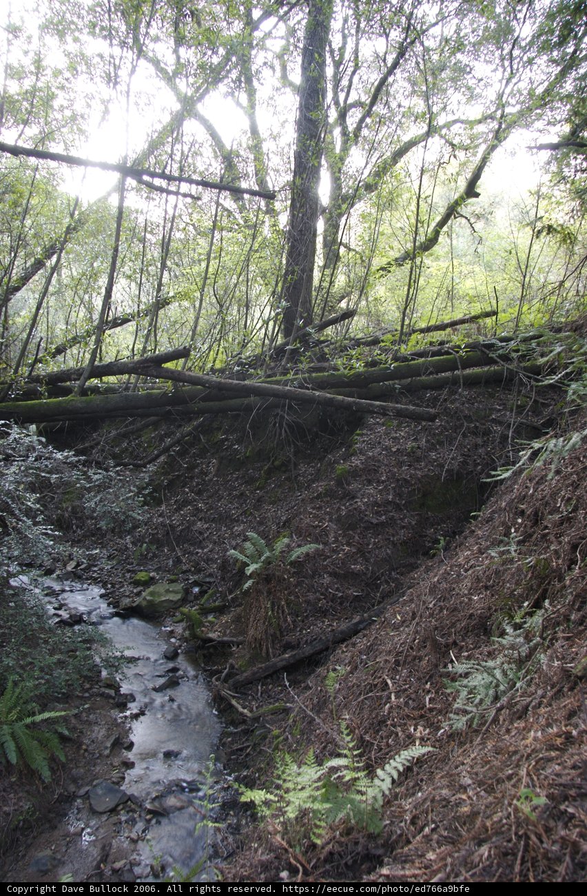 Serene Stream in the Heart of the Forest