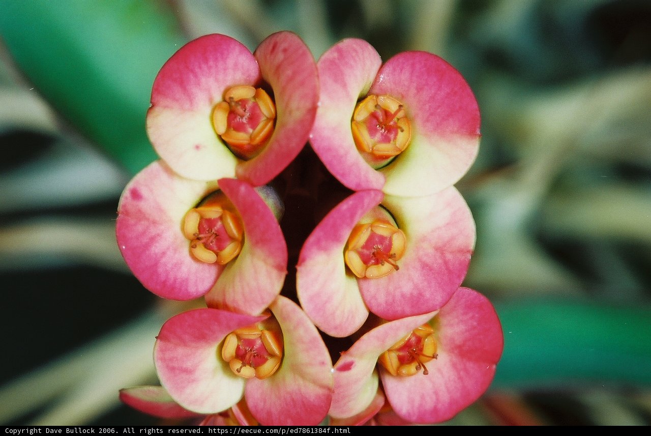 Pink and Yellow Petals
