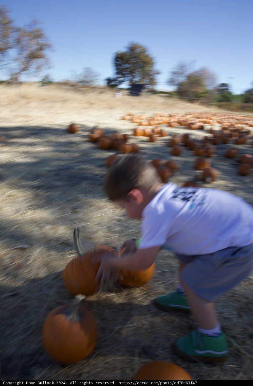 Pumpkin Patch Playtime
