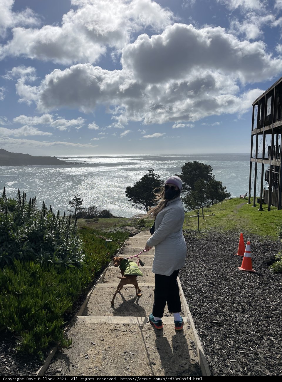 Coastal Stroll with Furry Friend