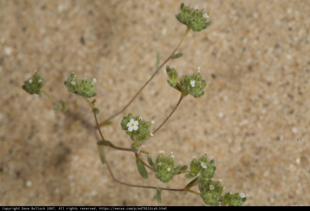 Desert White Blooms