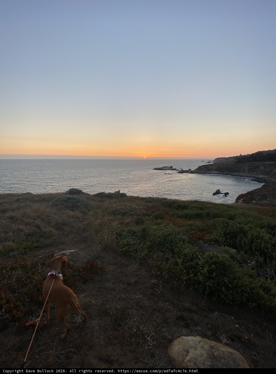 Coastal Stroll with Furry Friend