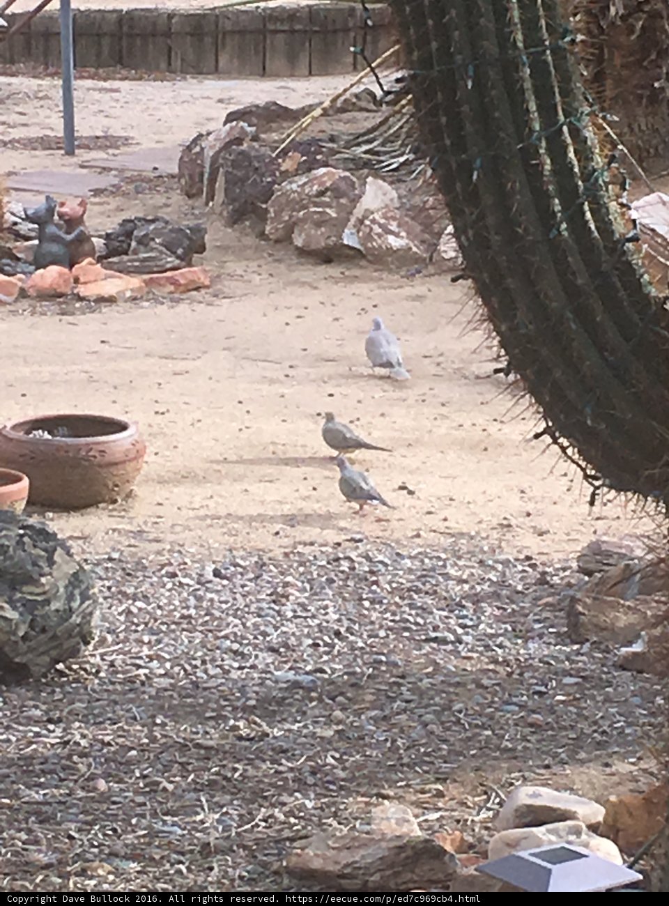 Feathered Trio