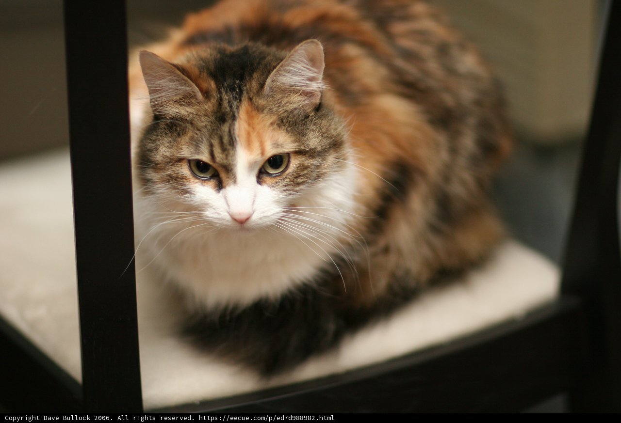 Calico Manx Cat Relaxing on a Chair