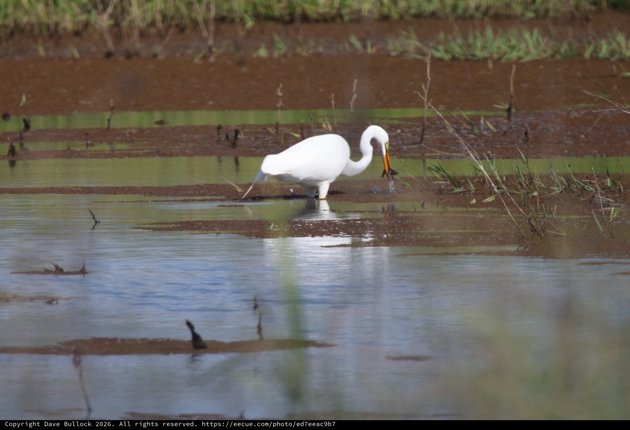 Great Egret Fishing in Flooded Wetland Waters
