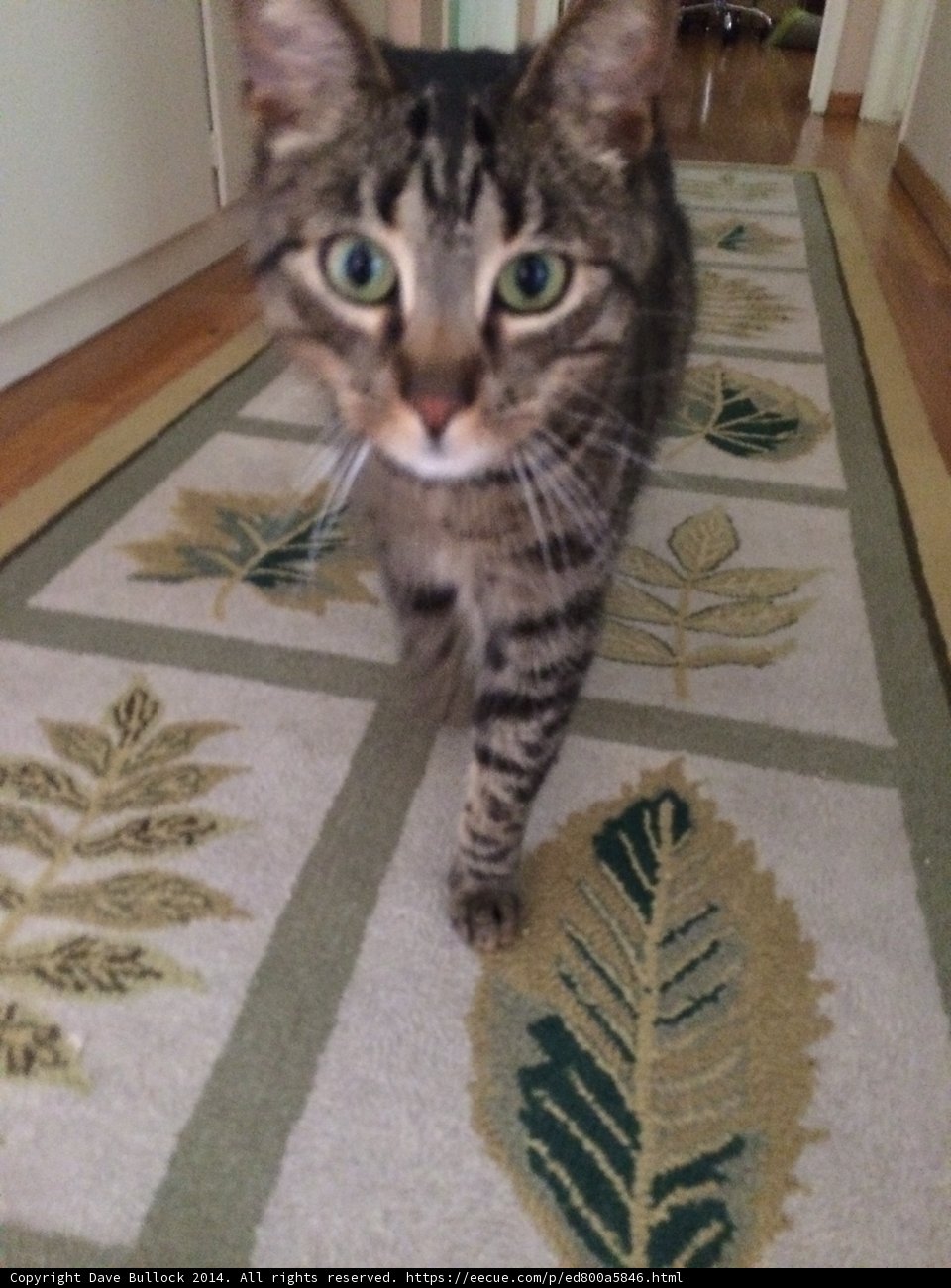Feline Floor Model
