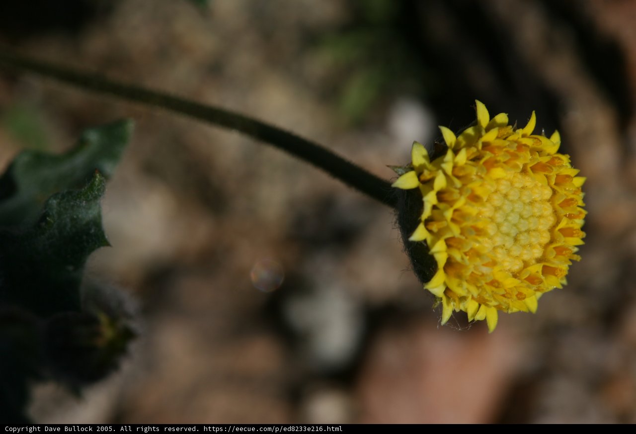 Sunny Daisy