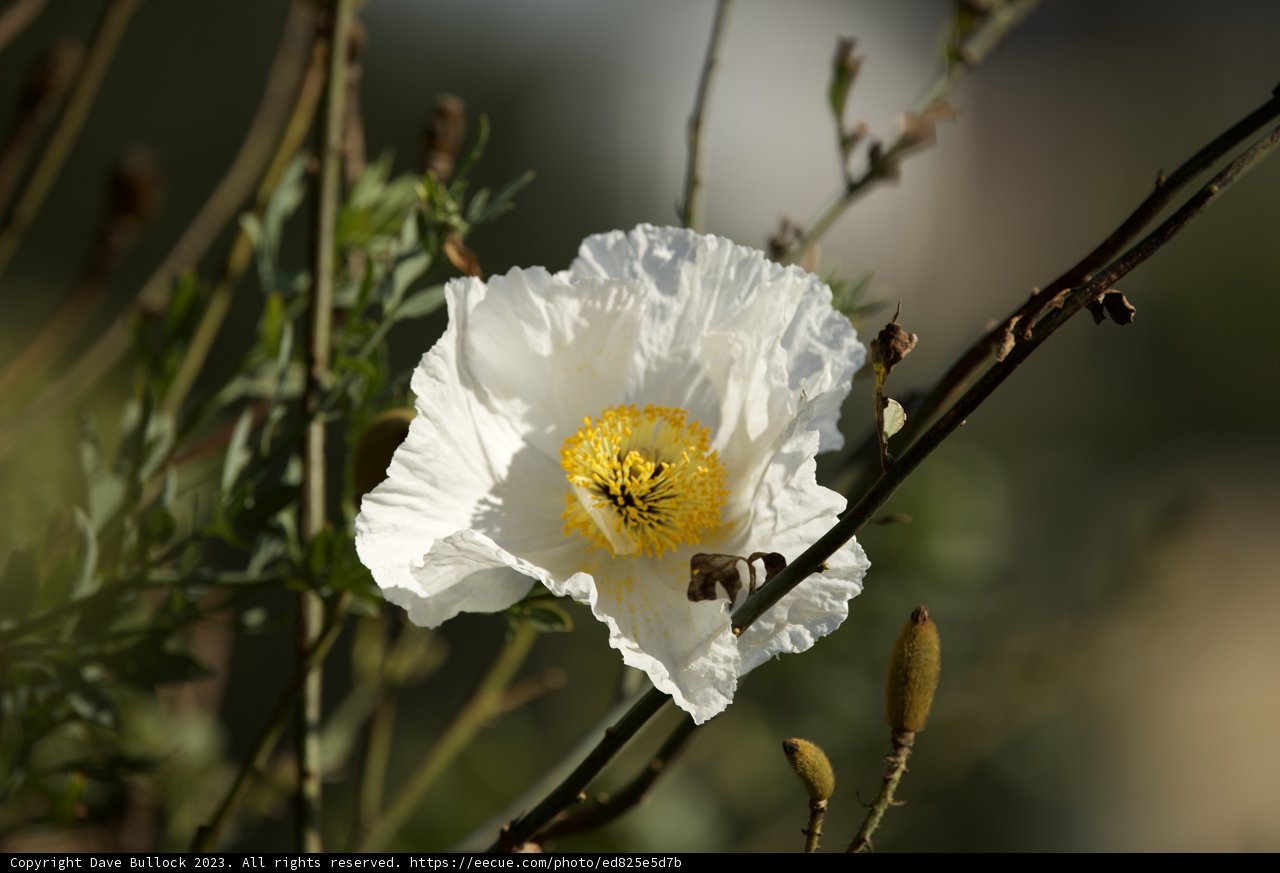 The Intricate Beauty - White Poppy, 2023