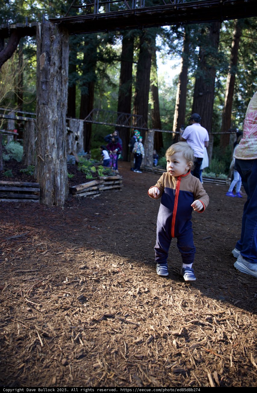 Little Explorer in Thistlewyck Grove
