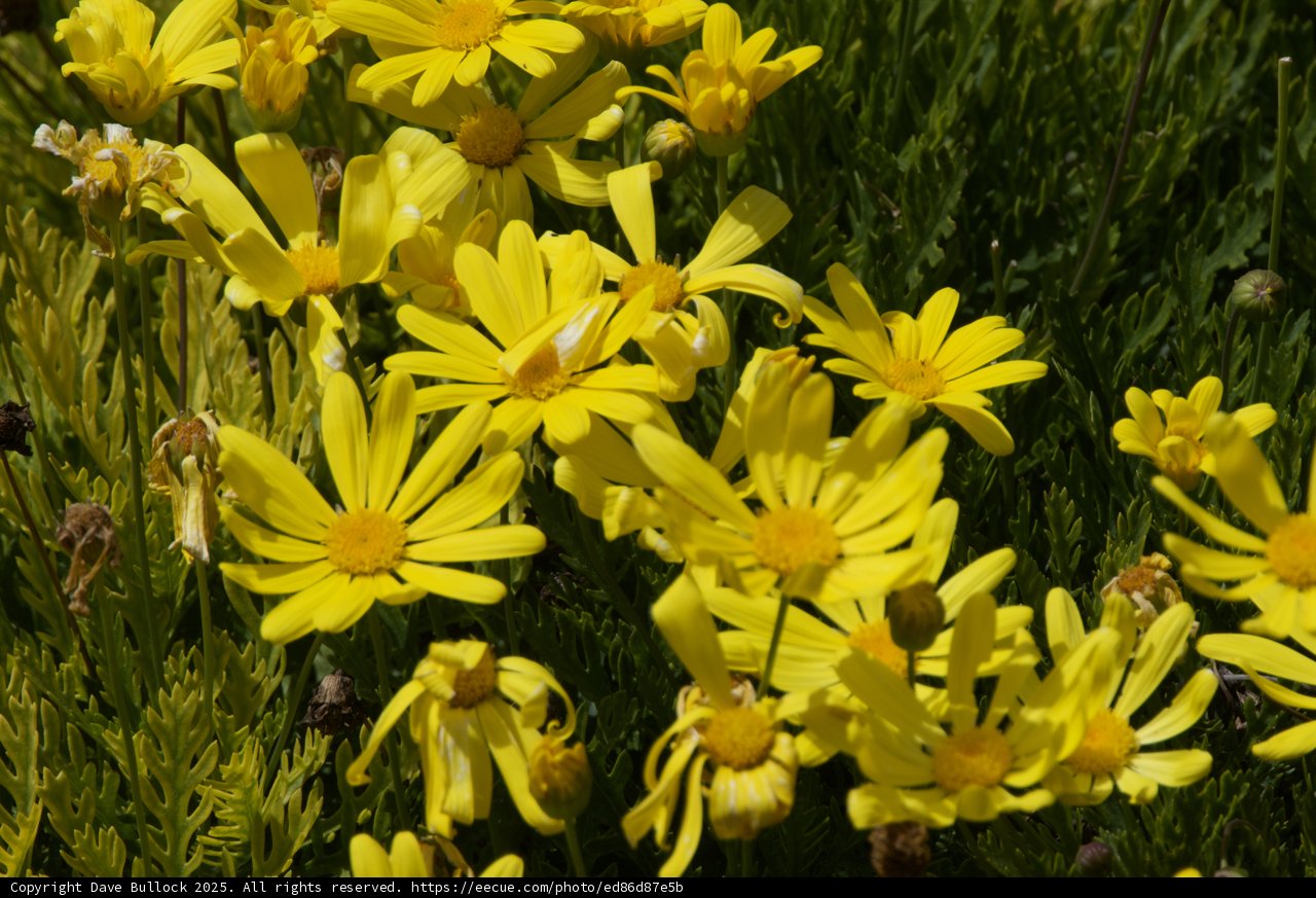 Vibrant March Blooms