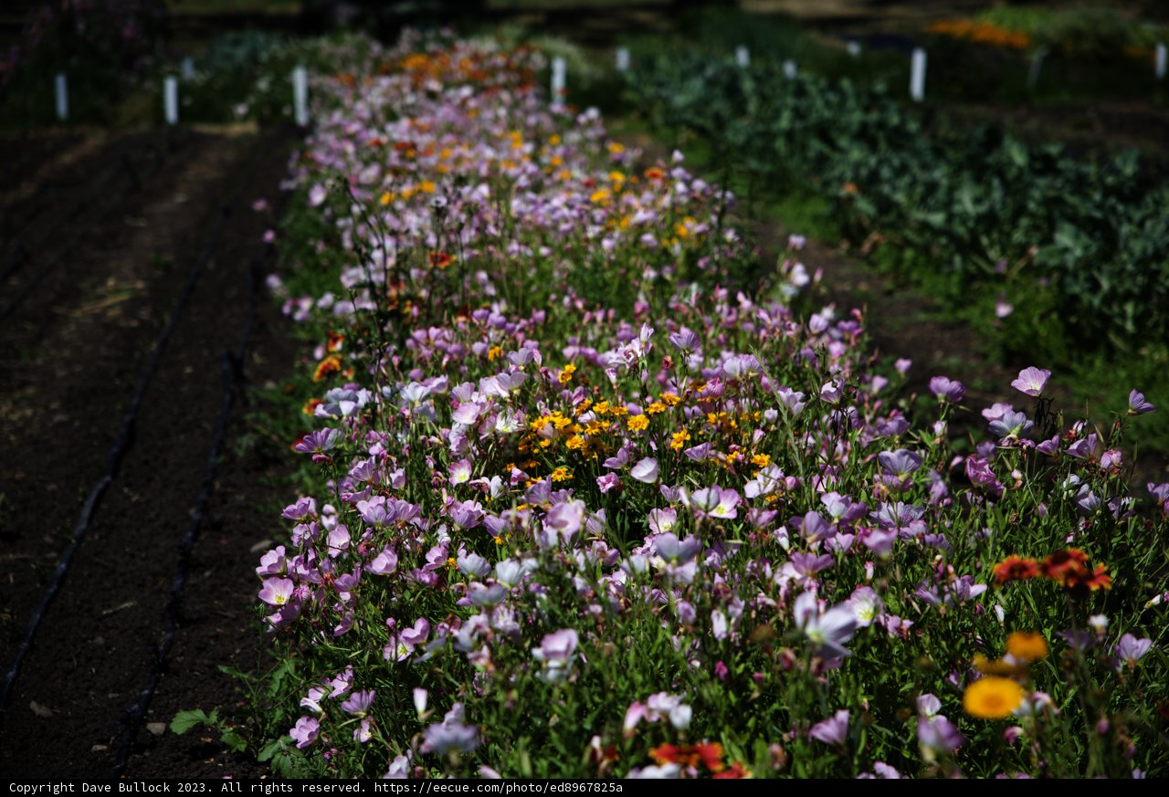 Blooming Wonders of Regenerative Gardening