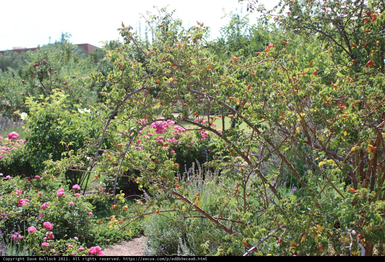 Blooming Bush in a Natural Setting