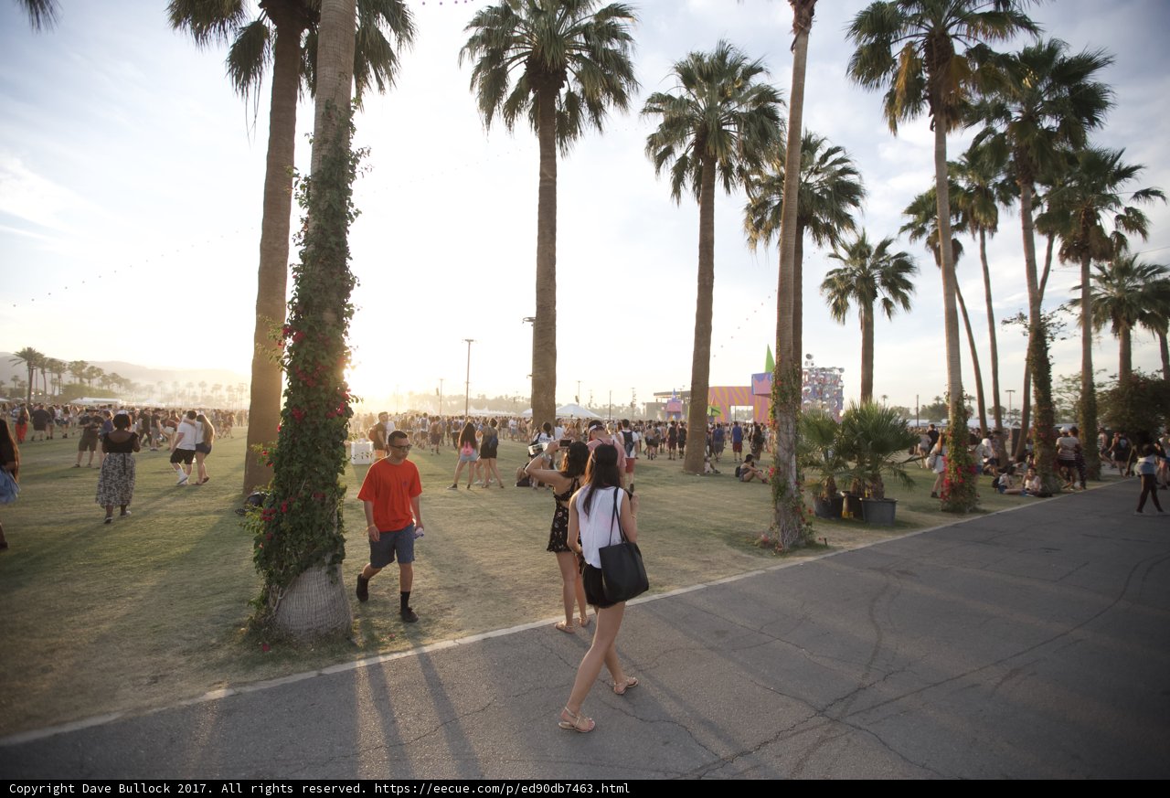 Summer Stroll among Palm Trees